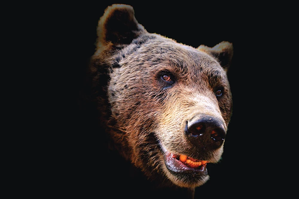 Braunbär im Vollgesicht