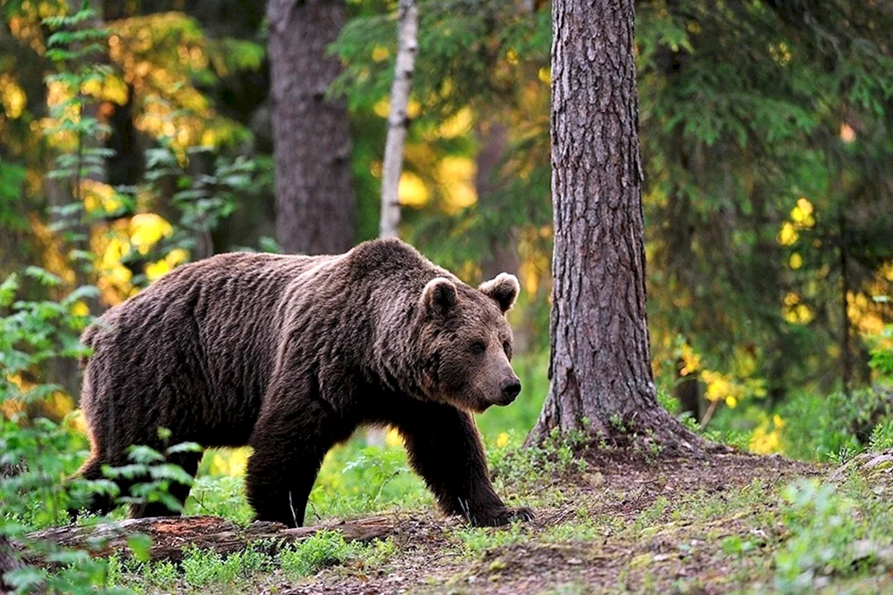 Braunbär von Baschkortostan