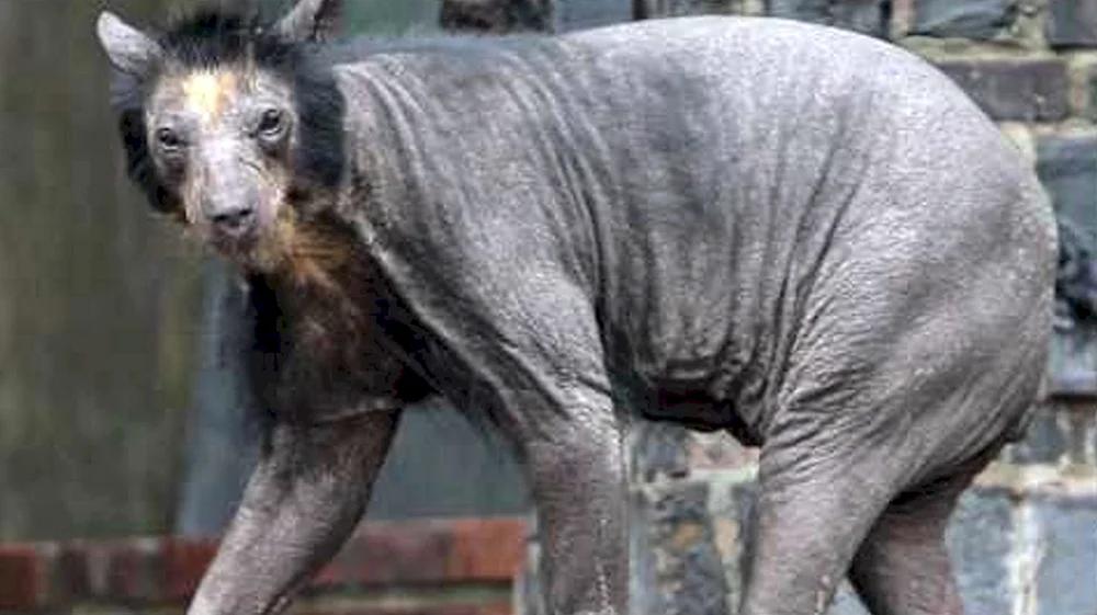 Himalaya-Himalaya-Bär Bär