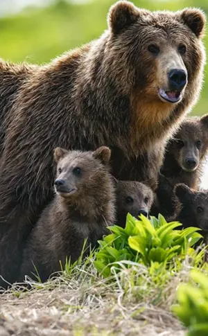Braunbär des Fernen Ostens