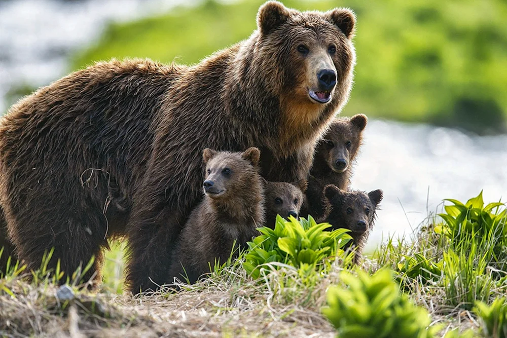 Braunbär des Fernen Ostens