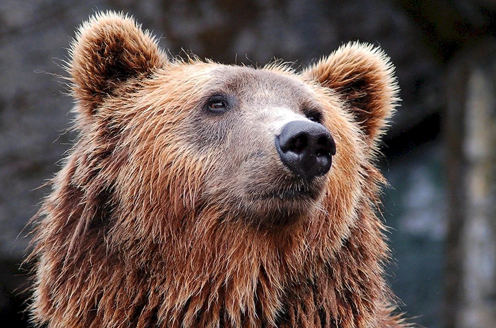 Braunbär Kadyak