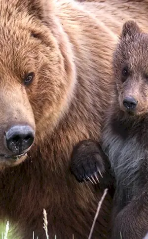 Braunbär Südural