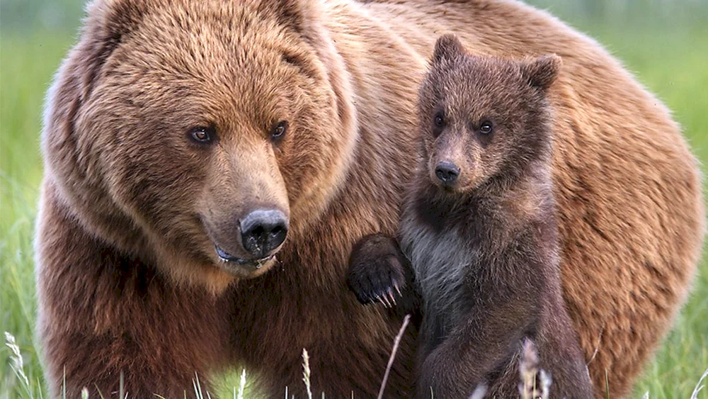 Braunbär Südural
