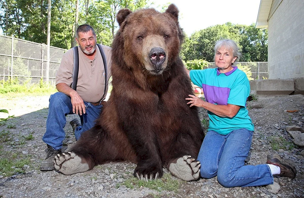 Braunbär Kadyak