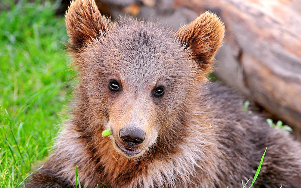 Braunbär in der Moskauer Region