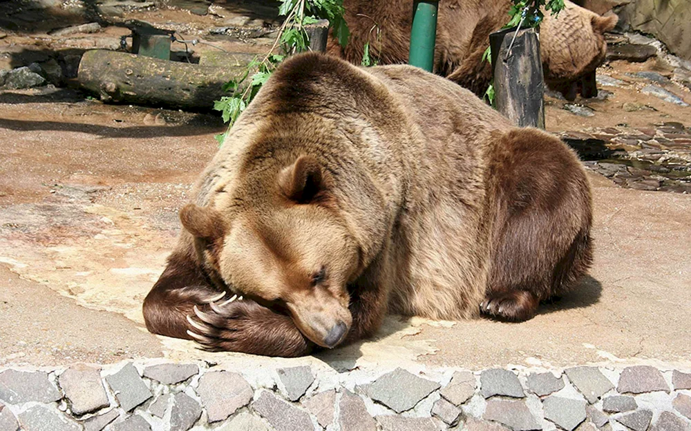 Braunbär Rostov Zoo
