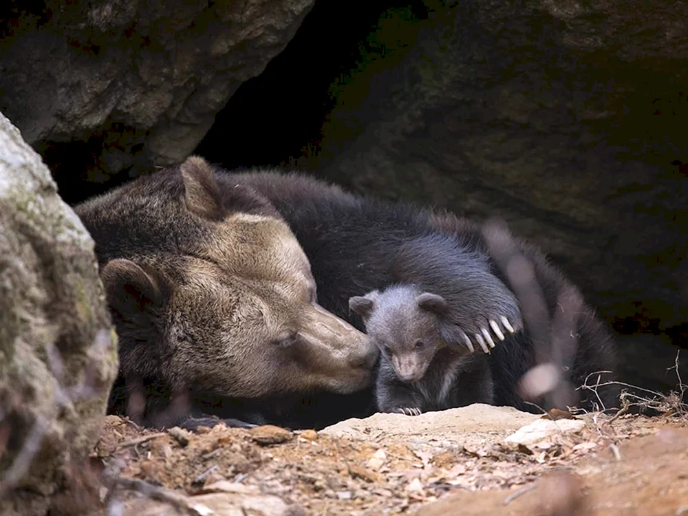 Bärens Höhle. Bär in der Höhle