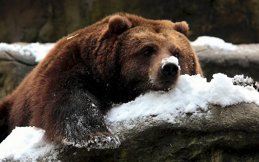 Nordamerika Grizzlybär