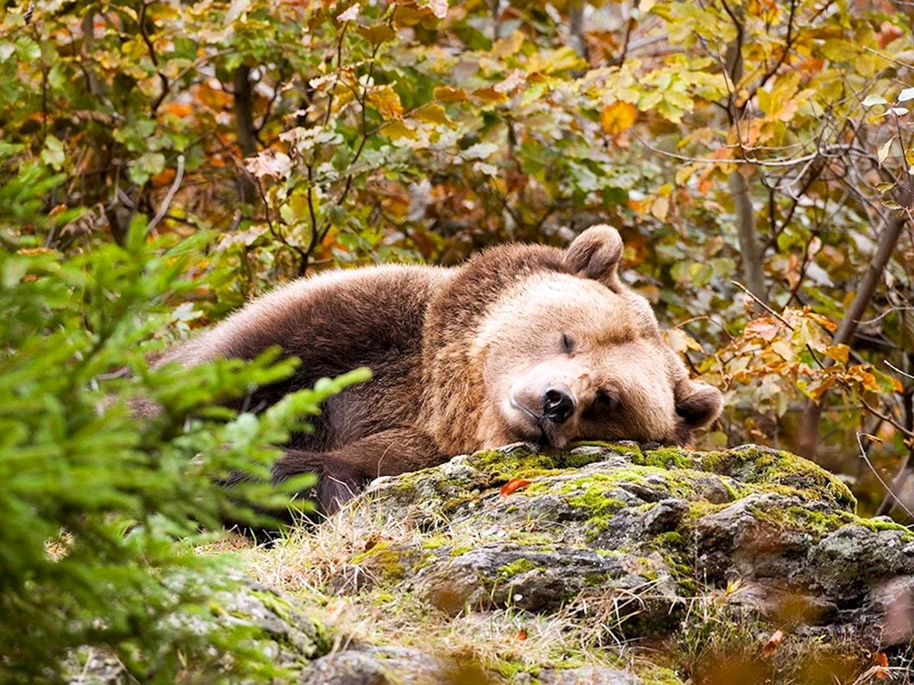 Braunbär Sikhote Alin