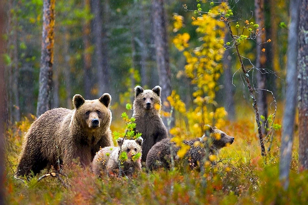 Braunbär Taganai