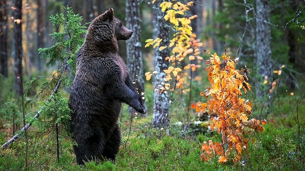 Braunbär in der Taiga. Bär
