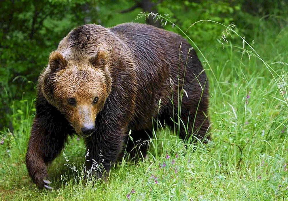 Braunbär Ursus arctos