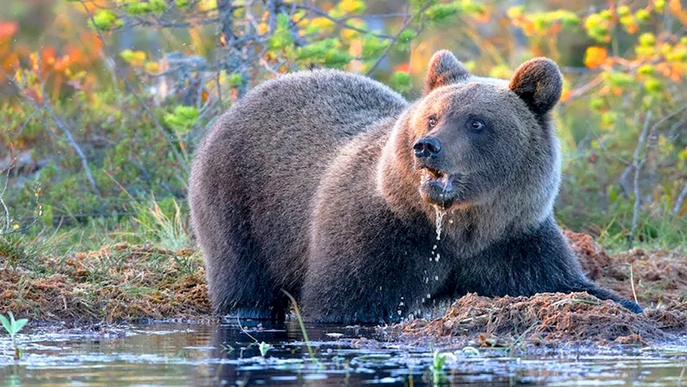 Braunbär Ussurijskaja Taiga