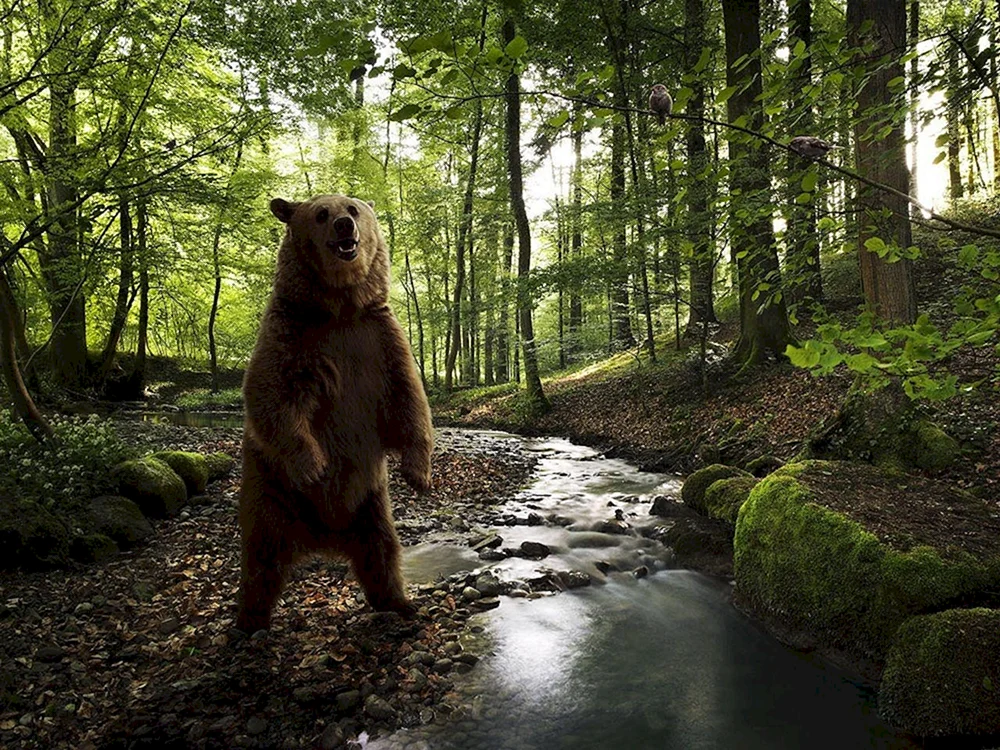 Braunbär in der Taiga