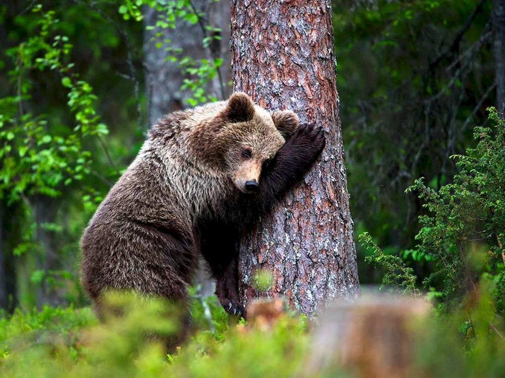 Braunbär in der Taiga