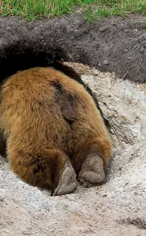 Braunbär in der Höhle