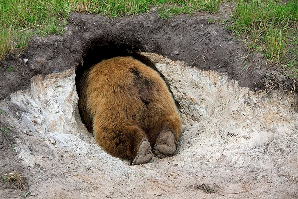 Braunbär in der Höhle