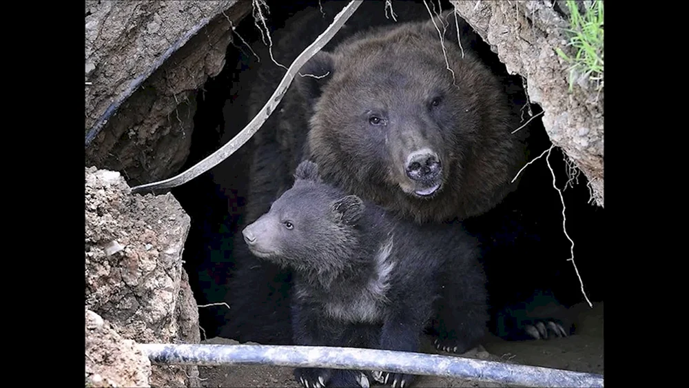 Bear's Berlogue