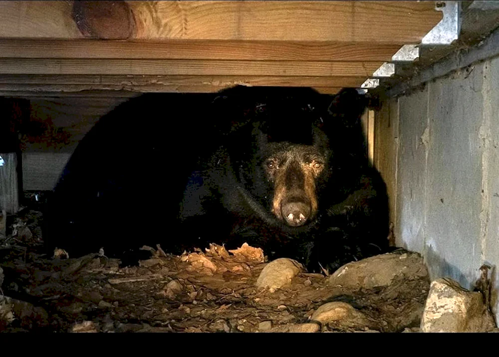 Braunbär in der Höhle