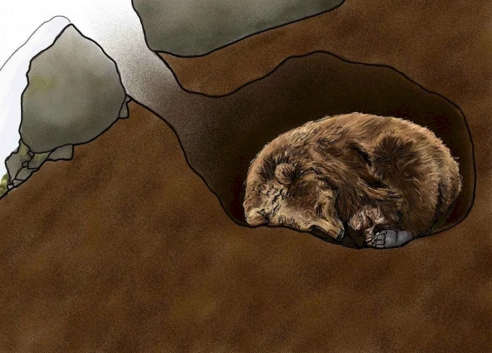 Bärens Höhle