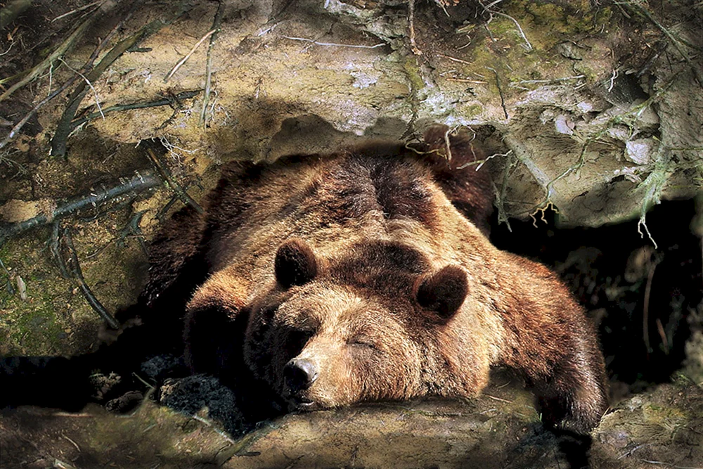 Braunbär