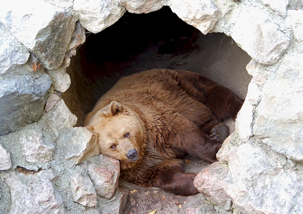 Braunbär in der Höhle