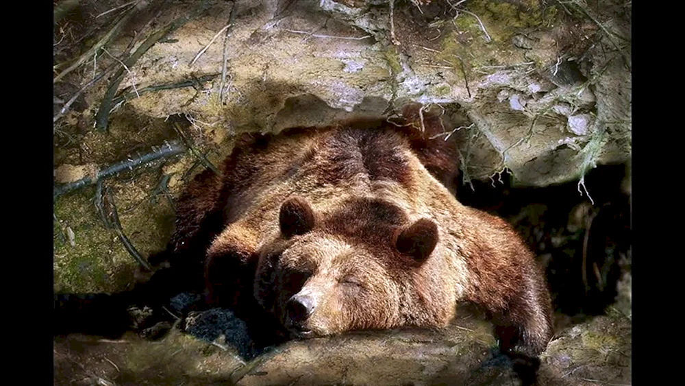 Braunbär in der Höhle