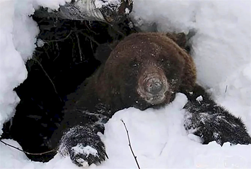 Braunbär in der Höhle