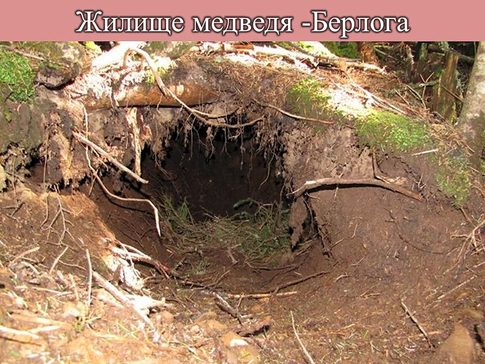 Braunbär in der Höhle