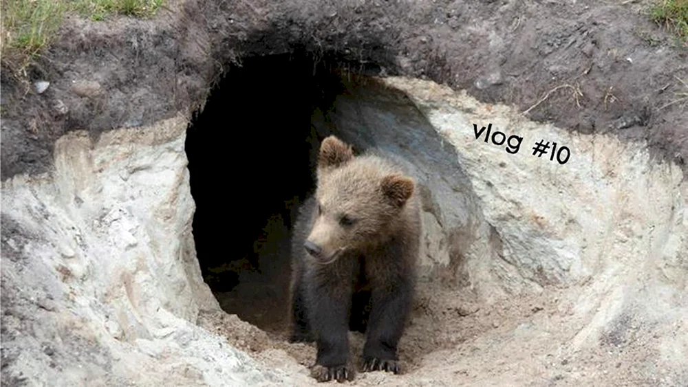 Winterwald in der Höhle