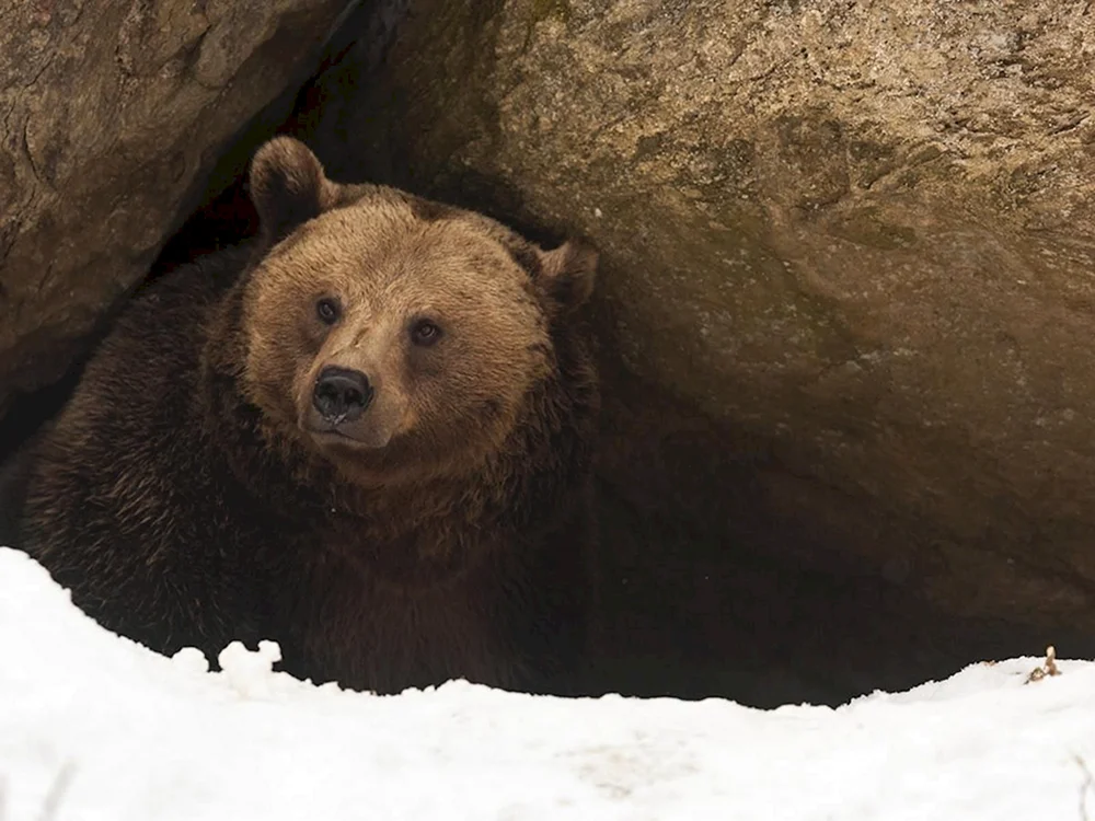 Braunbär in der Höhle