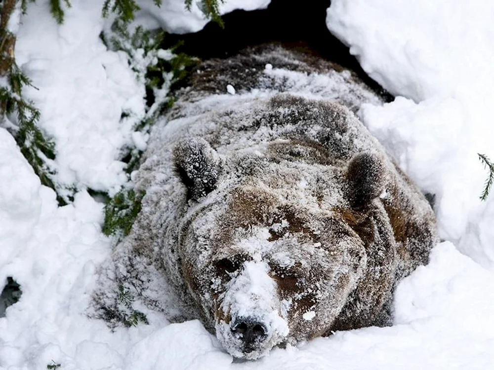 Bear's Berlogue