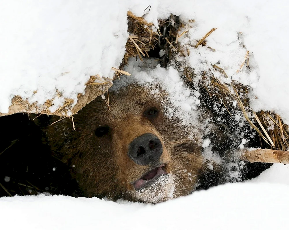 Braunbär in der Höhle im Winter