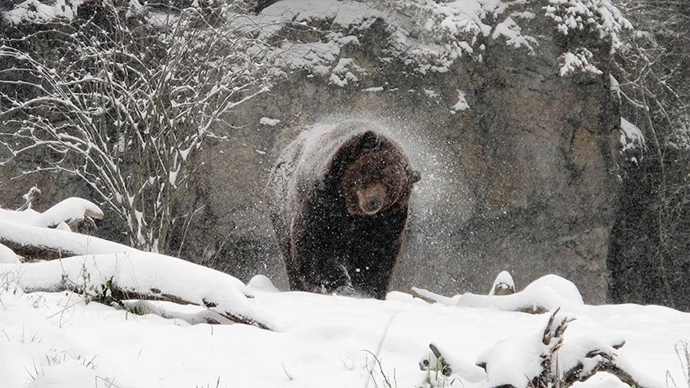 Bear's Berlogue. Bär in der Höhle