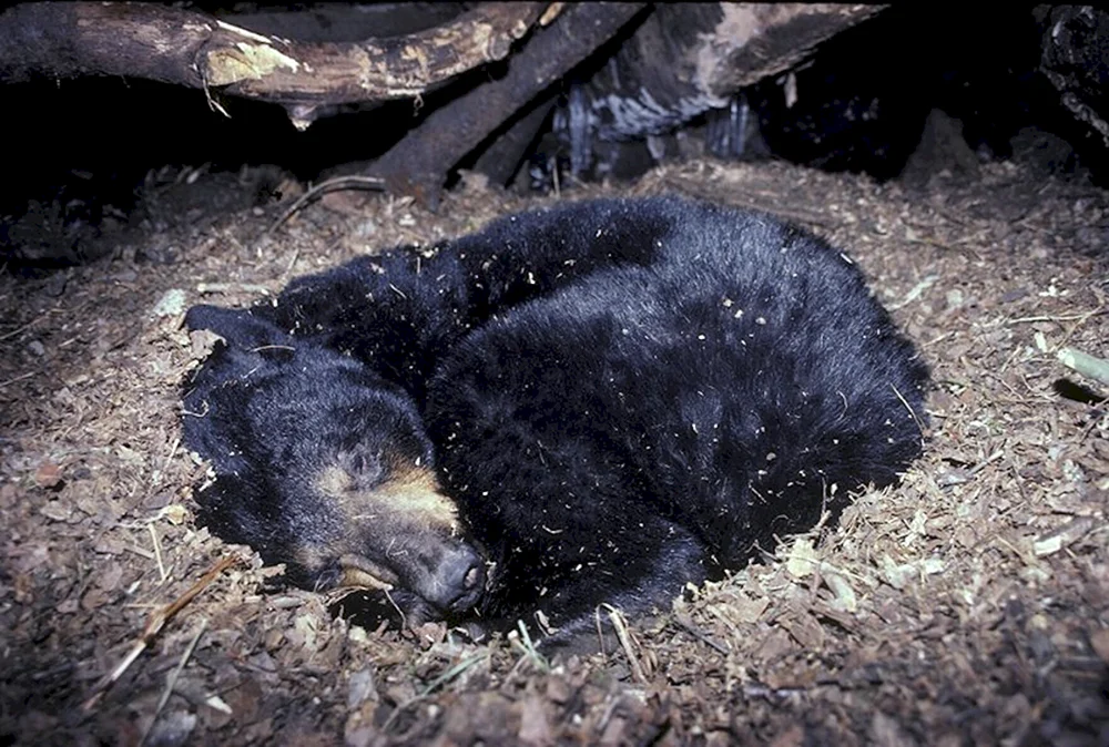 Braunbär in der Höhle