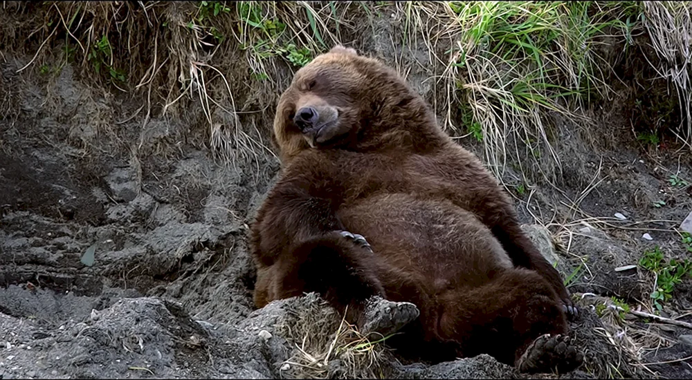 Braunbär im Winterschlaf