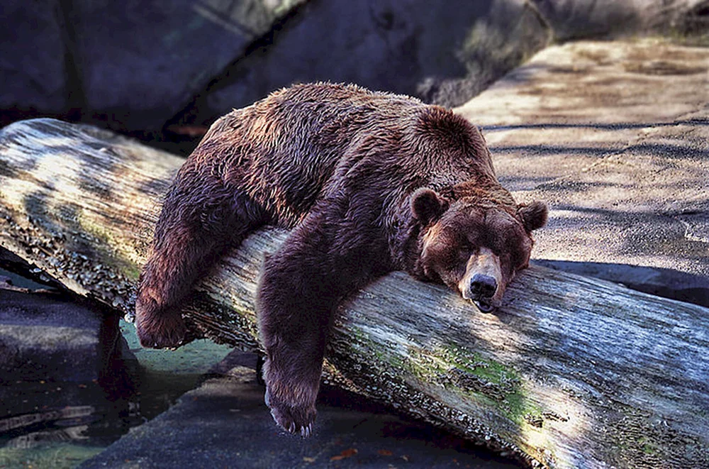 Braunbär im Winterschlaf