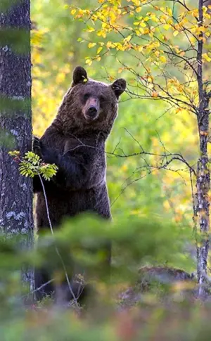 Braunbär in der Taiga