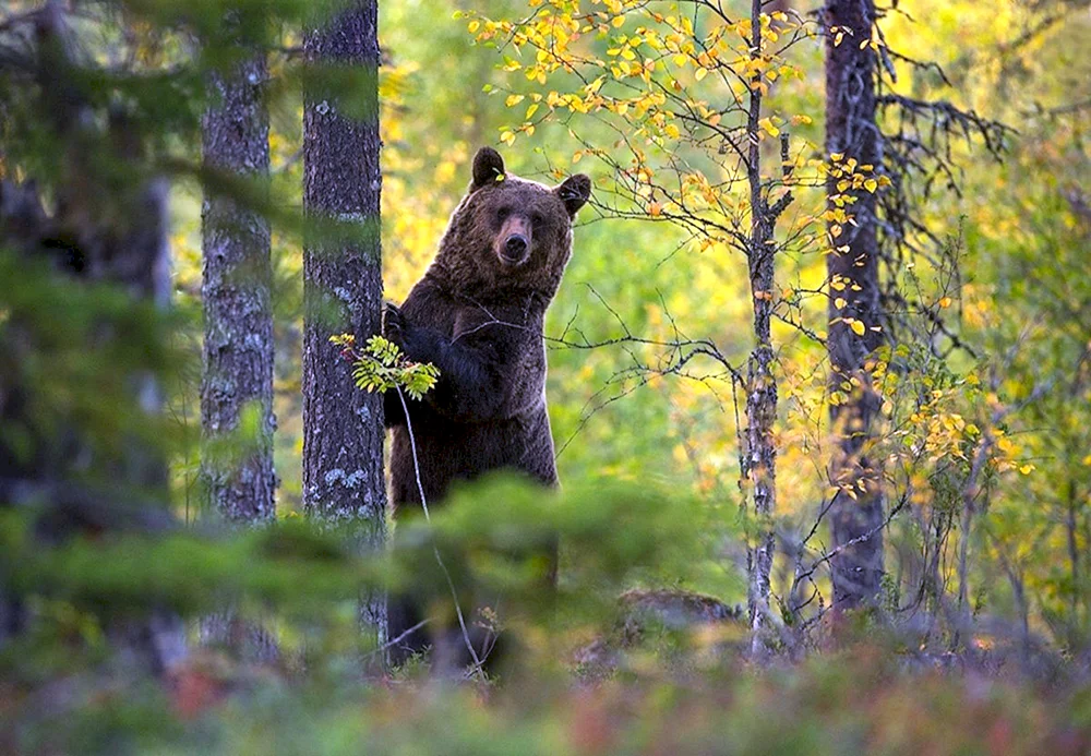 Braunbär in der Taiga