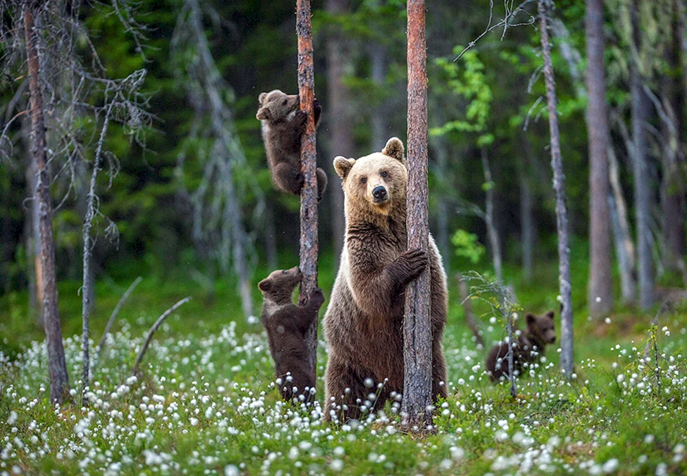 Braunbär in der Taiga