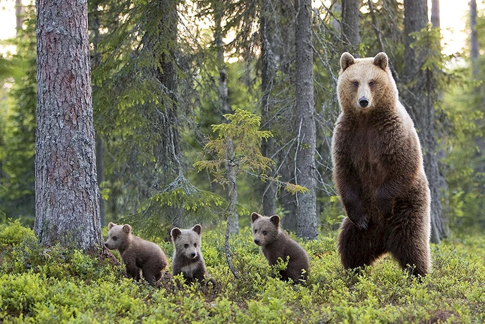 Braunbär in der Taiga