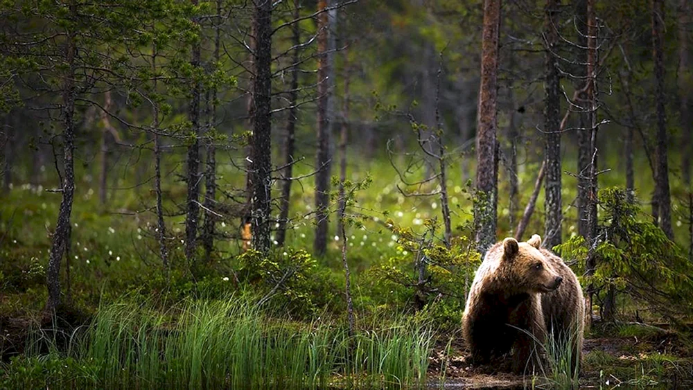 Braunbär in der Taiga