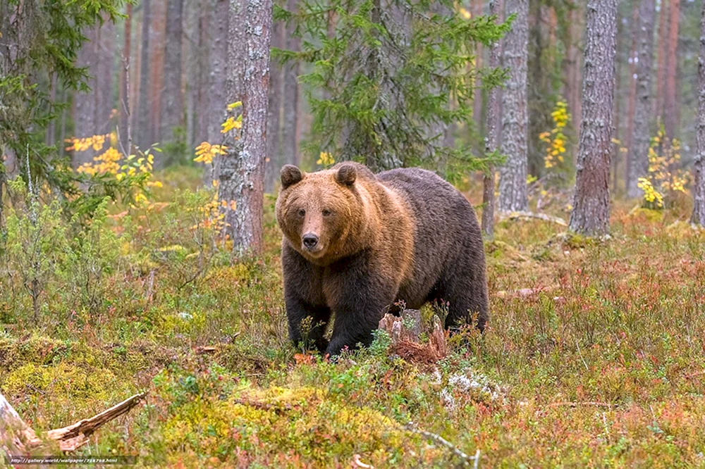Braunbär in der Taiga
