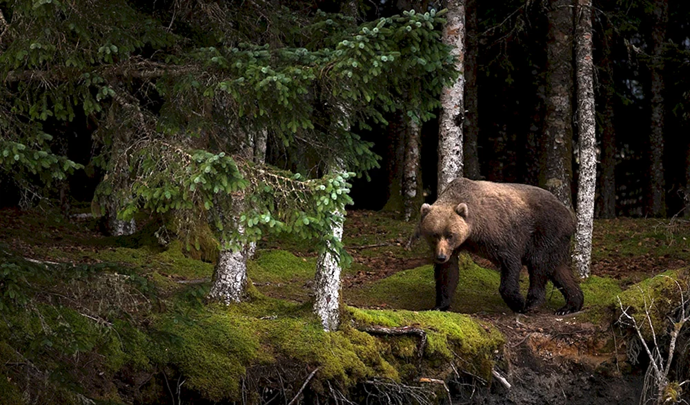 Bären im Wald Kim Norlien