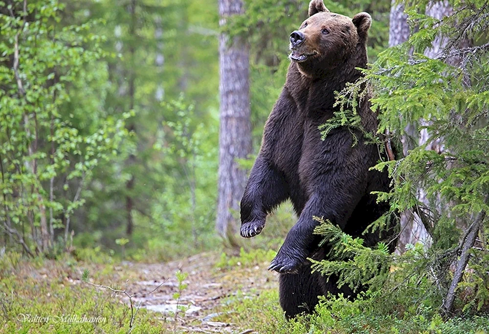 Braunbär Sikhote Alin