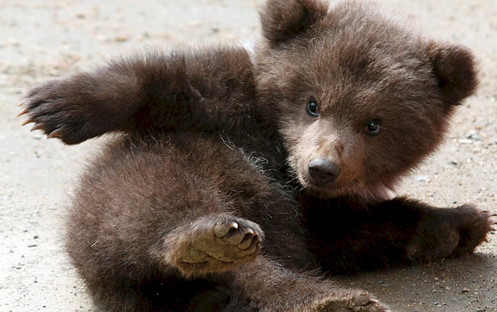 Brauner Bär