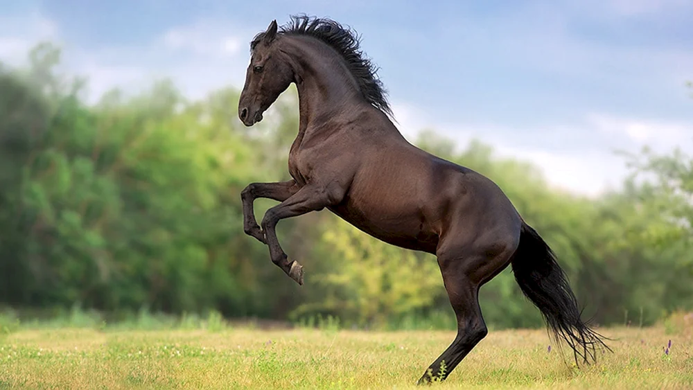 Wild Nester Mustang