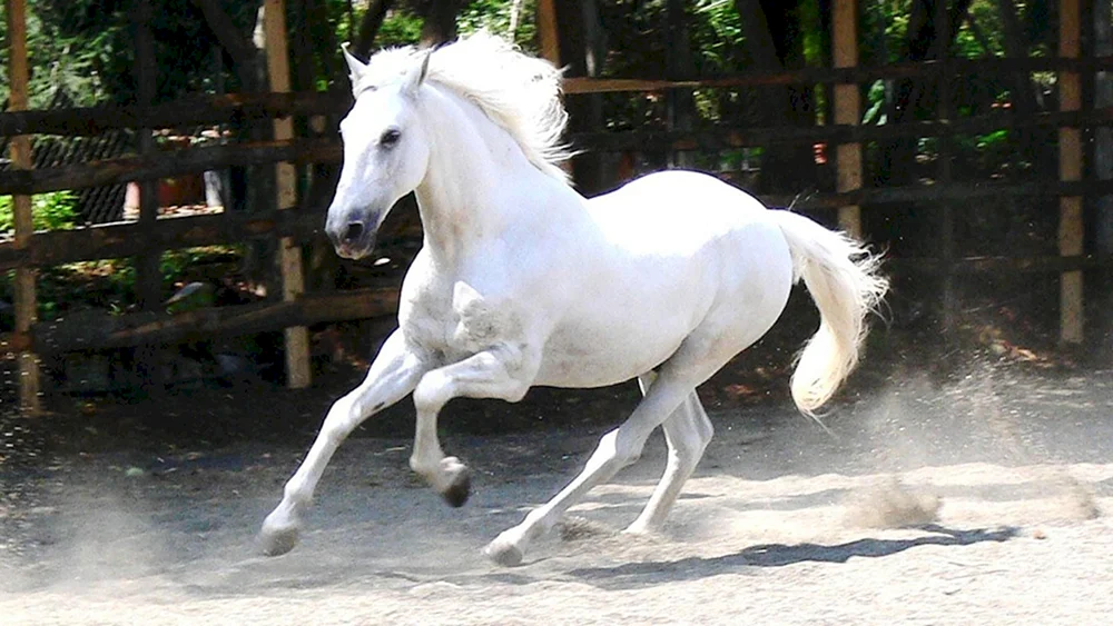 Mustang Schimmel