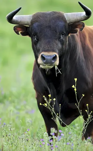 Stier